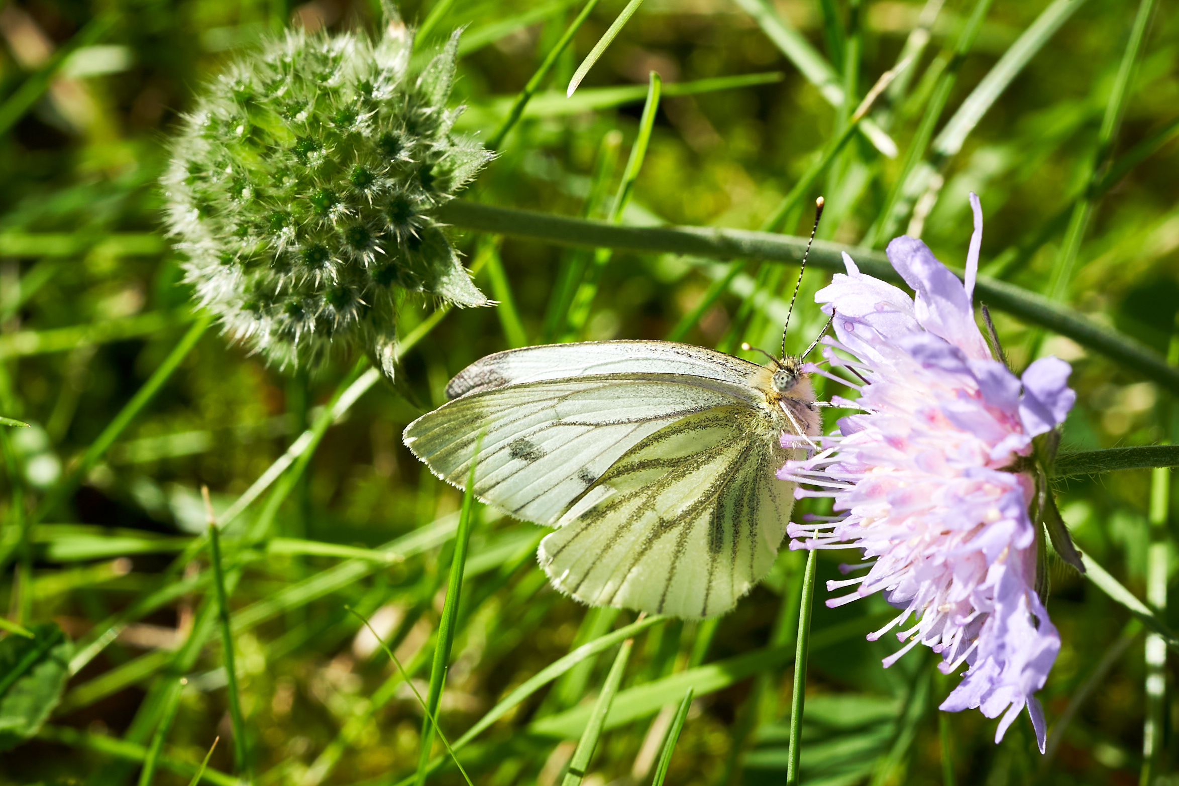 2022 07 22 Sverige 0769